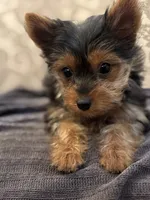 Cami (free delivery to Chicago , a female Yorkshire Terrier for sale in Chicago, IL – 3 of 9