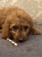 April , a female Miniature Goldendoodle for sale in Chicago, IL – 3 of 4