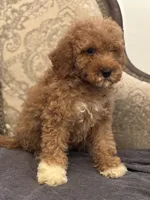 Cami(free delivery to Chicago area, a female Poodle - Miniature  and Miniature Goldendoodle for sale in Chicago, IL – 8 of 9
