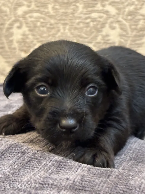 Ricky – Yorkipoo, Yorkshire Terrier puppy for sale in Chicago, IL