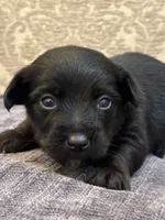 Ricky, a male Yorkipoo and Yorkshire Terrier for sale in Chicago, IL – 1 of 6