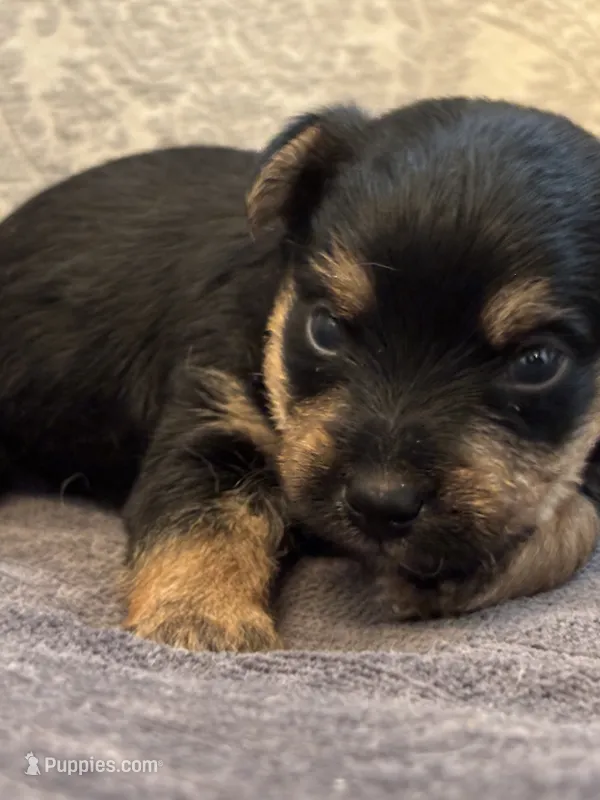 Nemo – Yorkipoo, Yorkshire Terrier puppy for sale in Chicago, IL
