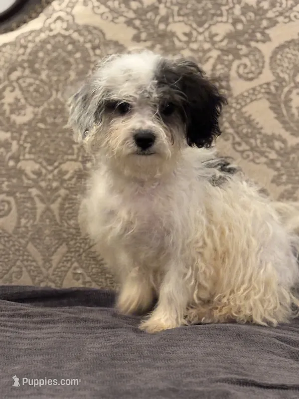 Nemo  – Coton de Tulear, Cavalier King Charles Spaniel puppy for sale in Chicago, IL