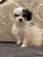 Nemo , a male Cavalier King Charles Spaniel and Poodle - Toy  for sale in Chicago, IL – 1 of 9