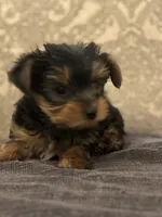 Teddy Bear  (free delivery to Chicago area, a male Yorkshire Terrier for sale in Chicago, IL – 6 of 7