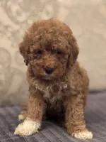 Cami(free delivery to Chicago area, a female Miniature Goldendoodle for sale in Chicago, IL – 1 of 8