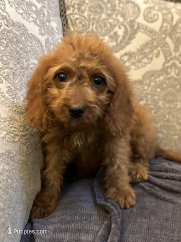 Coco (free delivery to Chicago  – Miniature Goldendoodle puppy for sale in Chicago, IL