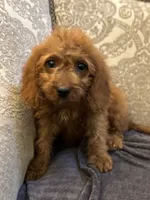 April , a female Miniature Goldendoodle for sale in Chicago, IL – 2 of 4