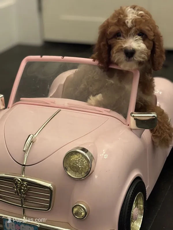 Norman(free delivery to Chicago area – Miniature Goldendoodle puppy for sale in Chicago, IL