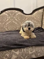 Emily (free delivery to Chicago area, a female Cavalier King Charles Spaniel for sale in Chicago, IL – 7 of 9