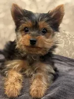 Cami (free delivery to Chicago , a female Yorkshire Terrier for sale in Chicago, IL – 8 of 9
