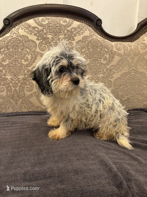 Emily  – Cavalier King Charles Spaniel, Miniature Goldendoodle puppy for sale in Chicago, IL