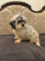 Emily , a female Cavalier King Charles Spaniel and Poodle - Toy  for sale in Chicago, IL – 8 of 8