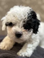 Nemo (free delivery to Chicago , a male Coton de Tulear and Cavalier King Charles Spaniel for sale in Chicago, IL – 9 of 10