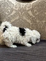 Nemo (free delivery to Chicago , a male Coton de Tulear and Cavalier King Charles Spaniel for sale in Chicago, IL – 6 of 10