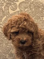 April(free delivery to Chicago area , a female Cavapoo for sale in Chicago, IL – 8 of 8