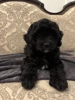 Alvin(free delivery to Chicago area, a male Cavapoo for sale in Chicago, IL – 2 of 9