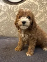 Nemo (free delivery to Chicago , a male Miniature Goldendoodle for sale in Chicago, IL – 3 of 7