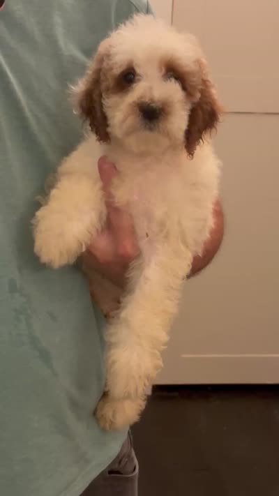 Milly(free delivery to Chicago area, a female Miniature Goldendoodle for sale in Lansing, IL – 2 of 8