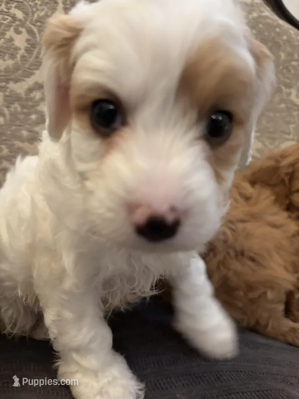 Champ – Cavapoo puppy for sale in Chicago, IL