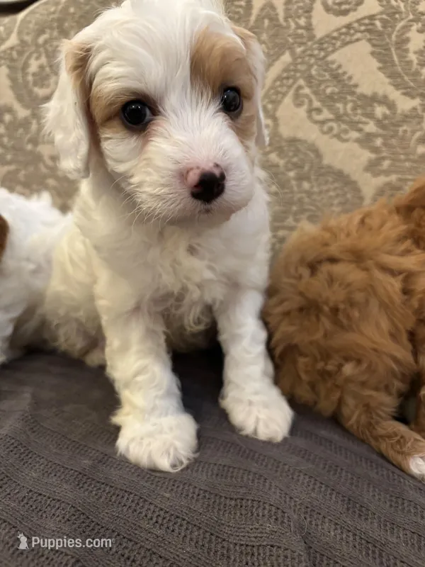 Champ – Cavapoo, Miniature Goldendoodle puppy for sale in Chicago, IL