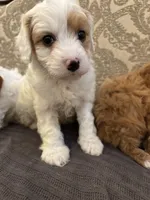 Champ, a male Cavapoo for sale in Chicago, IL – Photo 3 of 4