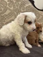 Champ, a male Cavapoo for sale in Chicago, IL – Photo 4 of 4