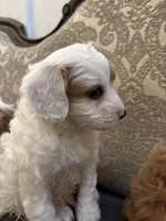 Champ, a male Cavapoo for sale in Chicago, IL – Photo 2 of 4