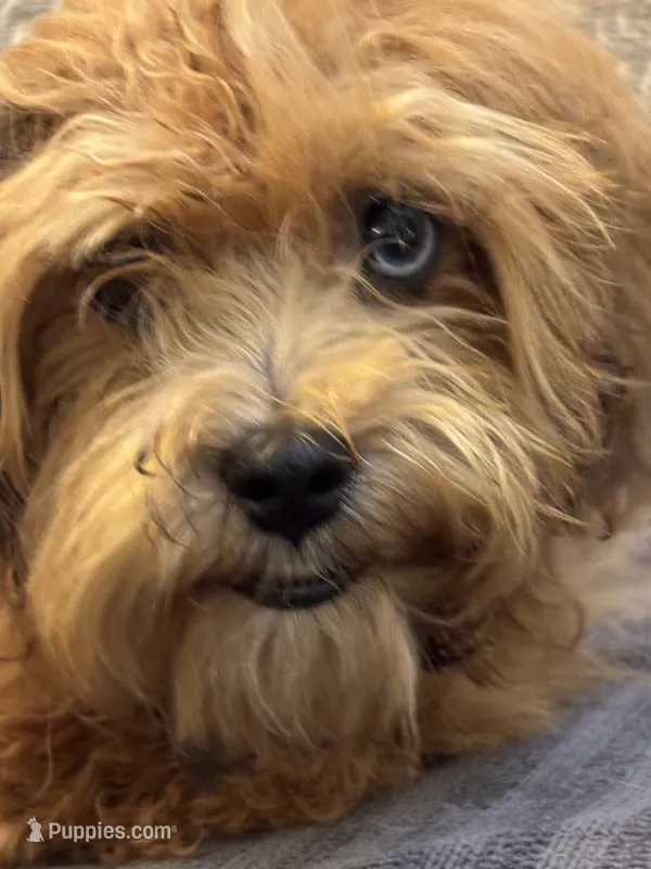 Bobby(free delivery to Chicago area – Maltipoo, Maltese puppy for sale in Chicago, IL