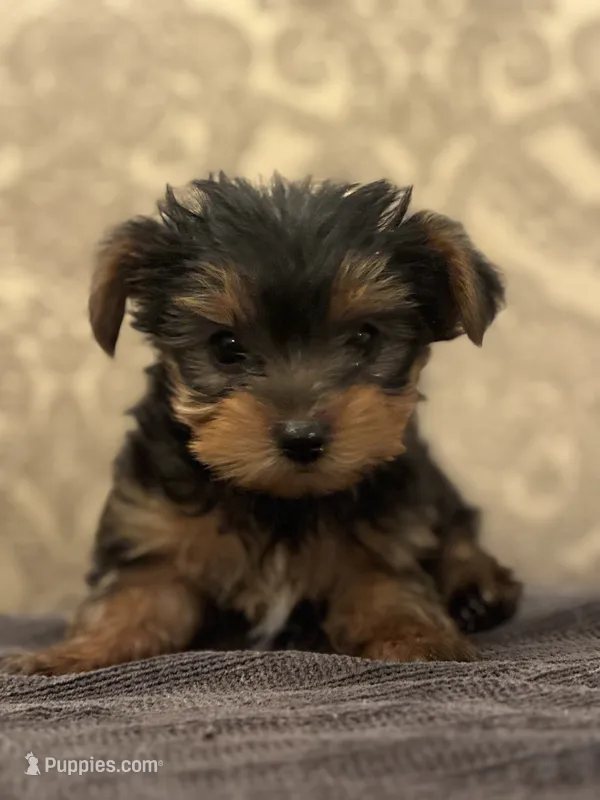 Teddy Bear  (free delivery to Chicago area – Yorkshire Terrier puppy for sale in Chicago, IL