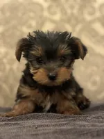 Teddy Bear  (free delivery to Chicago area, a male Yorkshire Terrier for sale in Chicago, IL – 1 of 7