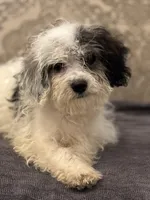 Nemo , a male Cavalier King Charles Spaniel and Poodle - Toy  for sale in Chicago, IL – 3 of 9