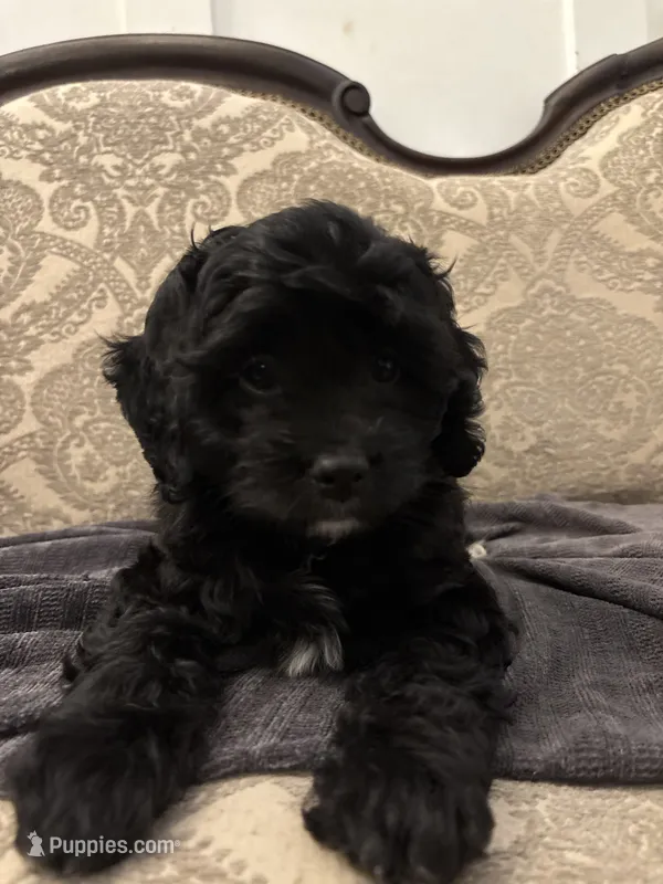 Alvin(free delivery to Chicago area – Cavapoo puppy for sale in Chicago, IL