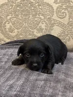 Ricky, a male Yorkipoo and Yorkshire Terrier for sale in Chicago, IL – 5 of 6