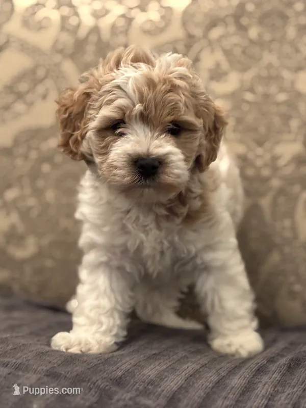 Tex(free delivery to Chicago area – Cavapoo puppy for sale in Chicago, IL