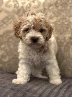 Tex(free delivery to Chicago area, a male Cavapoo for sale in Chicago, IL – 2 of 7