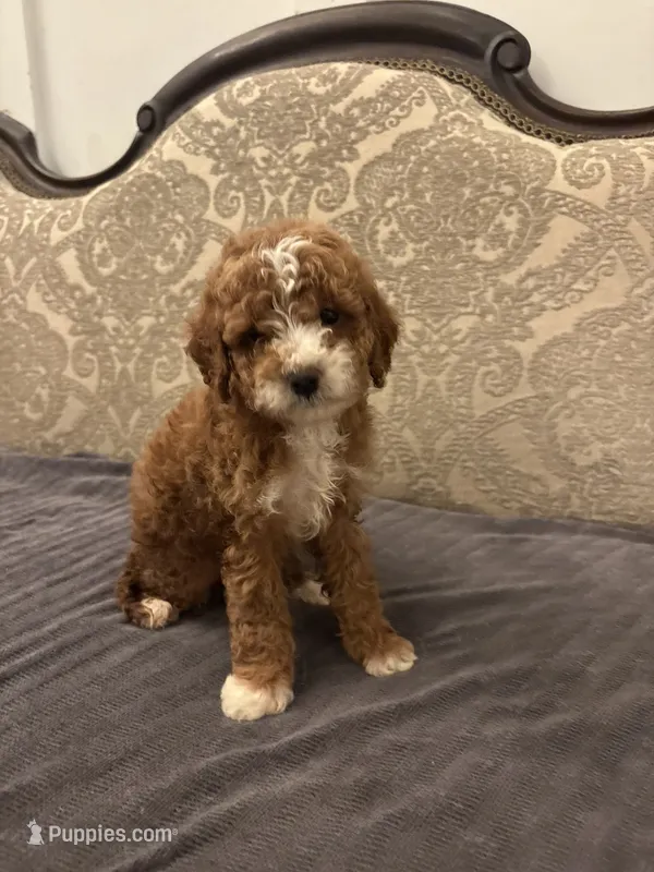 Norman(free delivery to Chicago area – Miniature Goldendoodle puppy for sale in Chicago, IL