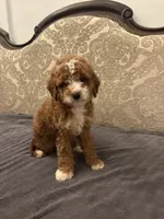 Norman(free delivery to Chicago area, a male Miniature Goldendoodle for sale in Chicago, IL – 1 of 9