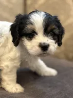 Stevie(free delivery to Chicago area, a male Coton de Tulear and Cavalier King Charles Spaniel for sale in Chicago, IL – 8 of 9