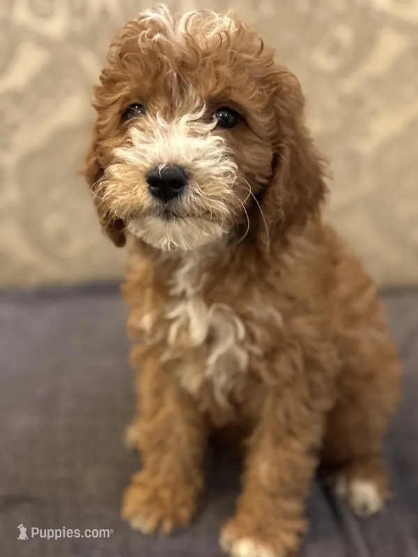 Nemo (free delivery to Chicago  – Miniature Goldendoodle puppy for sale in Chicago, IL