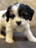 Stevie(free delivery to Chicago area, a male Coton de Tulear and Cavalier King Charles Spaniel for sale in Chicago, IL – 2 of 9