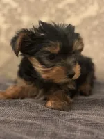 Teddy Bear  (free delivery to Chicago area, a male Yorkshire Terrier for sale in Chicago, IL – 7 of 7