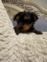 Armani (free delivery to Chicago area, a male Yorkshire Terrier for sale in Chicago, IL – 3 of 4