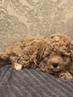 Fonzie(free delivery to Chicago area , a male Cavapoo for sale in Chicago, IL – 4 of 8