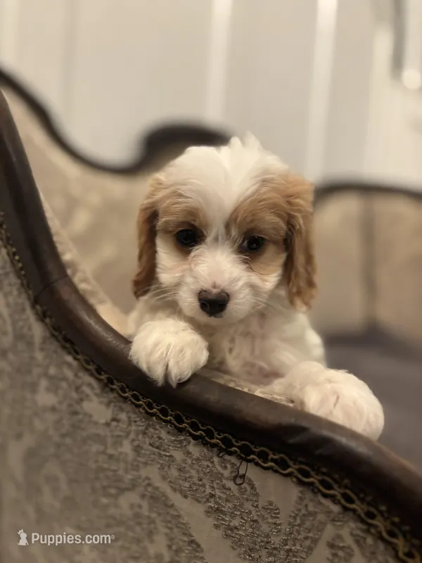 Victoria (free delivery  to Chicago) – Cavapoo, Miniature Goldendoodle puppy for sale in Chicago, IL