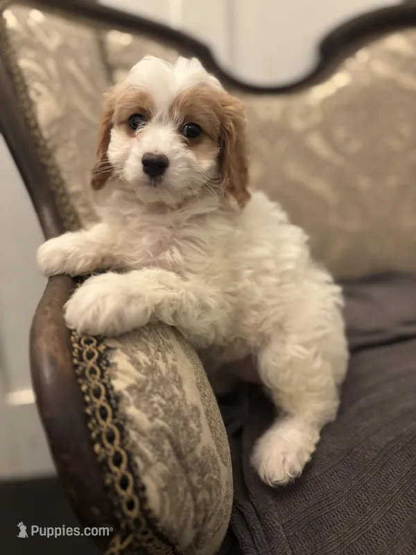Victoria (delivery available to Chicago) – Cavapoo, Miniature Goldendoodle puppy for sale in Chicago, IL
