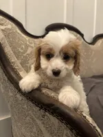 Victoria (free delivery  to Chicago), a female Cavapoo and Miniature Goldendoodle for sale in Chicago, IL – Photo 7 of 7