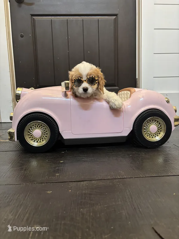 Victoria (free delivery  to Chicago) – Cavapoo, Miniature Goldendoodle puppy for sale in Chicago, IL