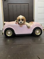 Victoria (free delivery  to Chicago), a female Cavapoo and Miniature Goldendoodle for sale in Chicago, IL – Photo 1 of 7