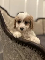 Victoria (free delivery  to Chicago), a female Cavapoo and Miniature Goldendoodle for sale in Chicago, IL – Photo 6 of 7